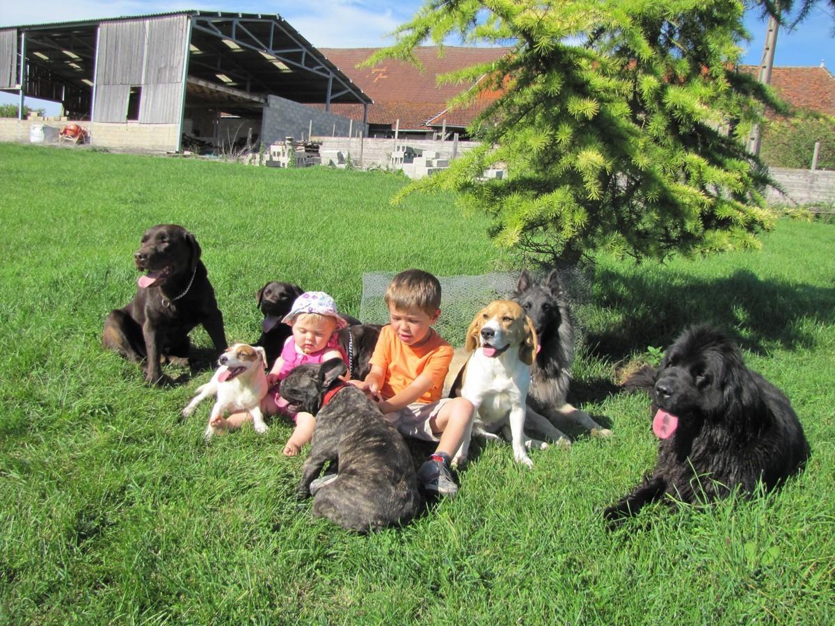 dressage chien dijon