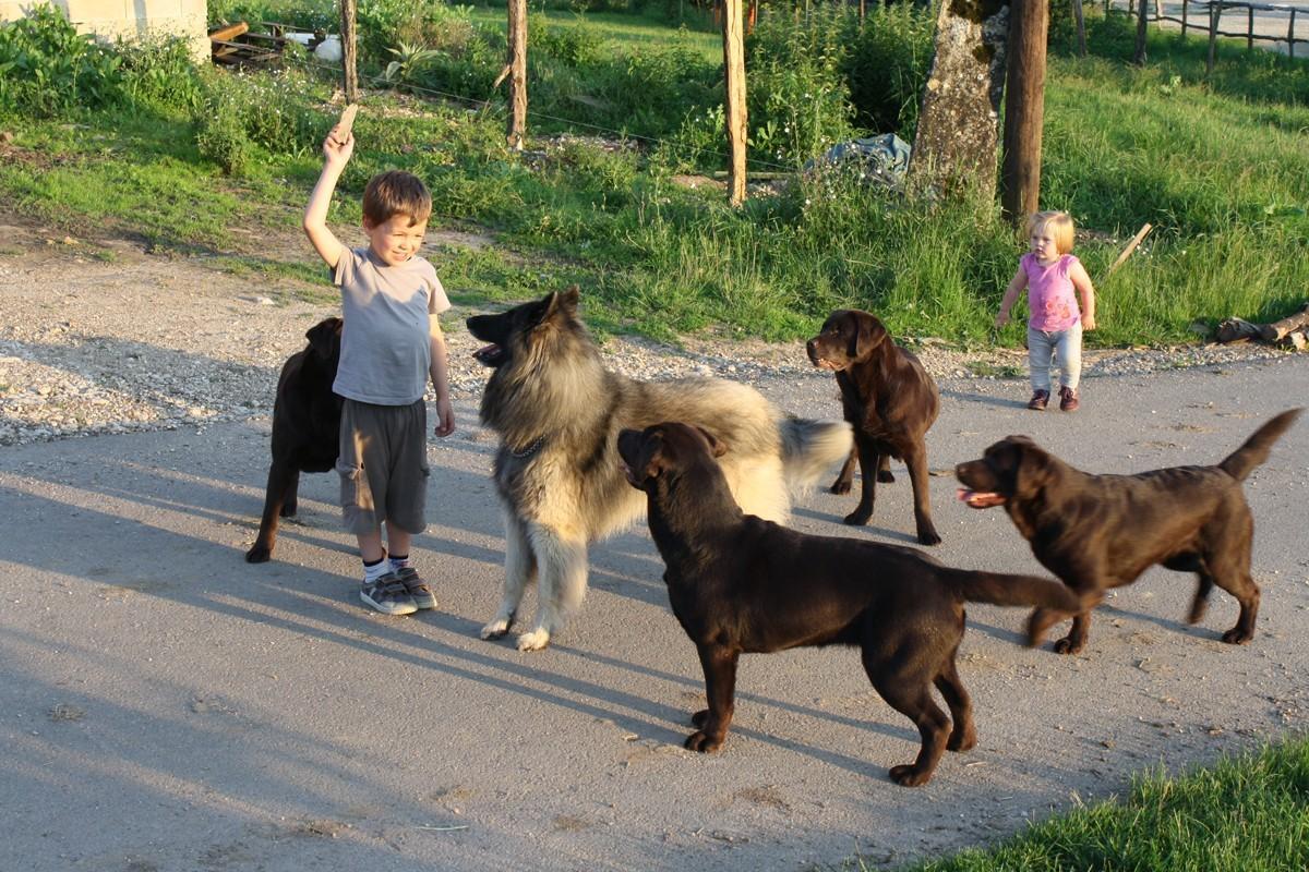dressage chien dijon