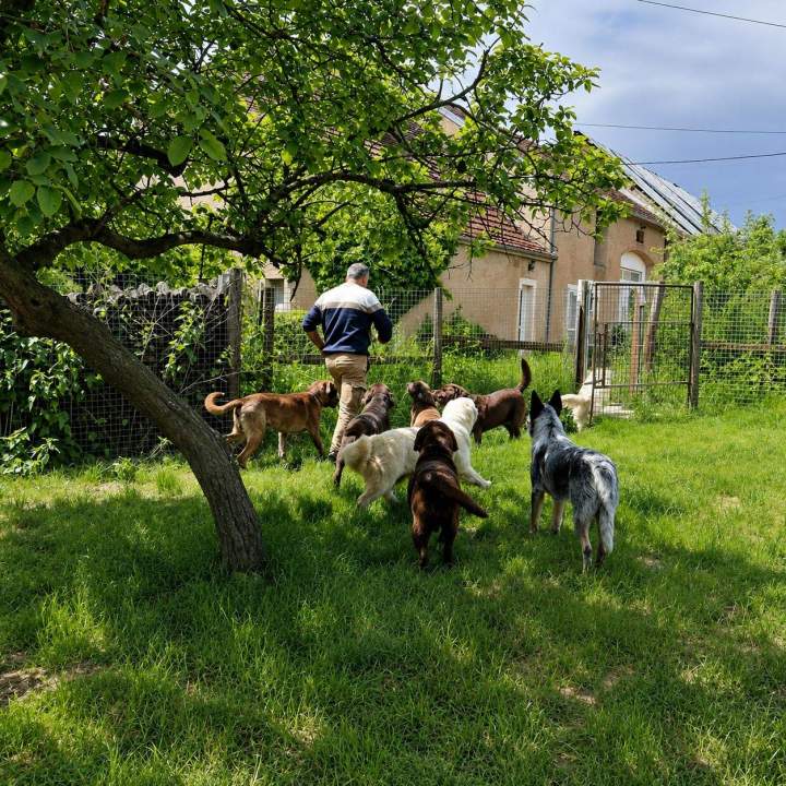 Éducation canine Bèze