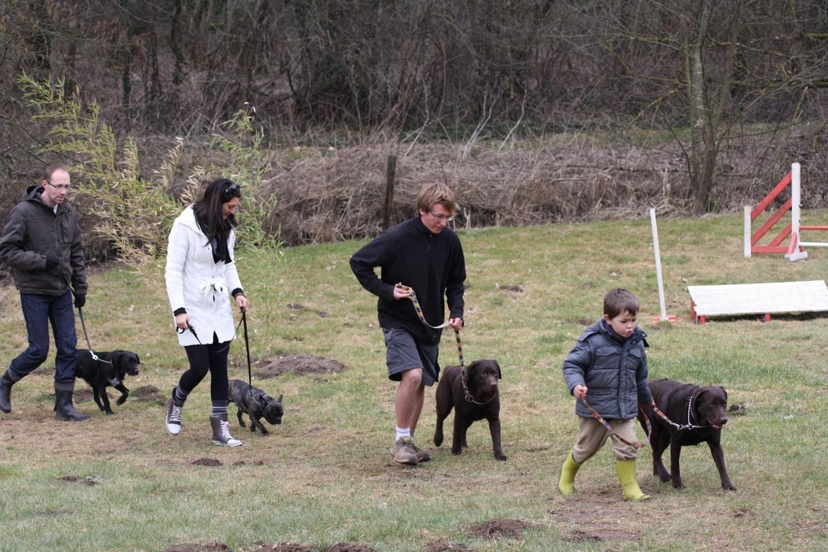 dressage chien dijon